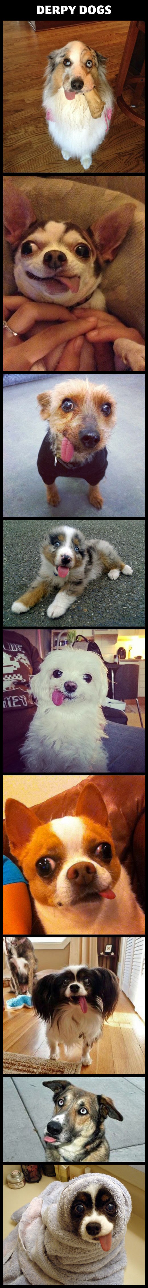 Kad psićima popuste živci