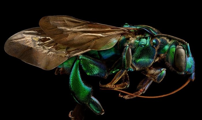 LJEPOTA KROZ MIKROSKOP: Kukci kako ih nikada niste vidjeli