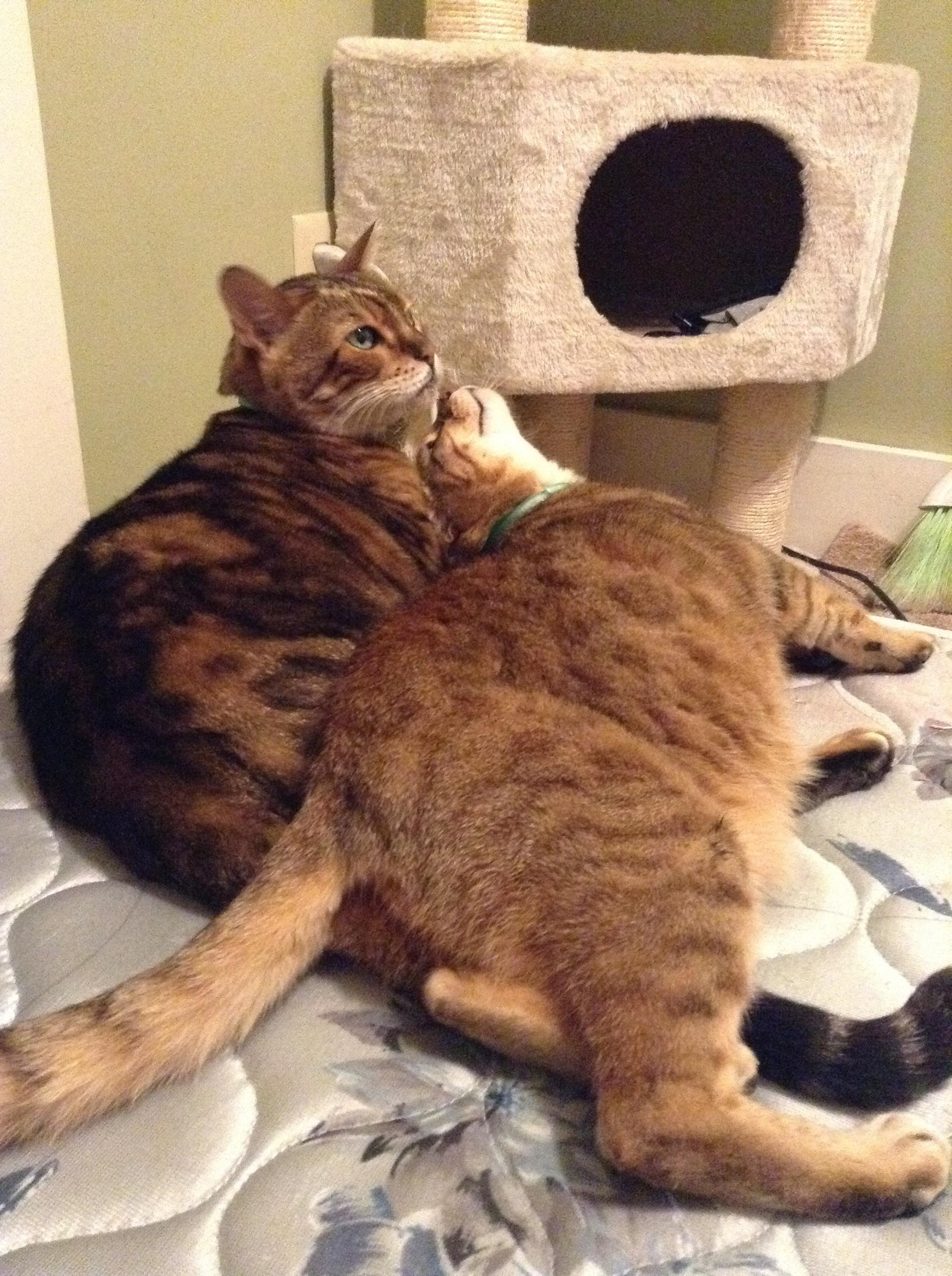 Ona zaljubljena do repa, njega boli đon