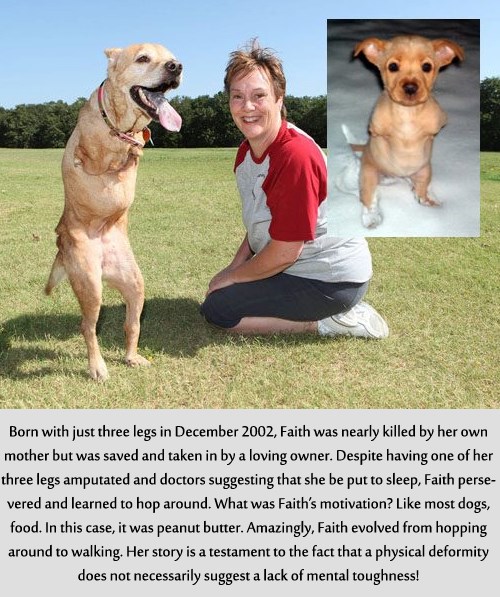 Psić bez prednjih nogu širi sreću i veselje