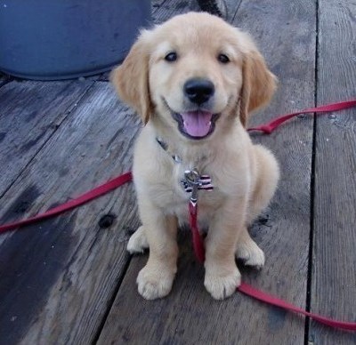 ako ti se pas ne veseli kad te vidi to znači da nemaš psa...:))