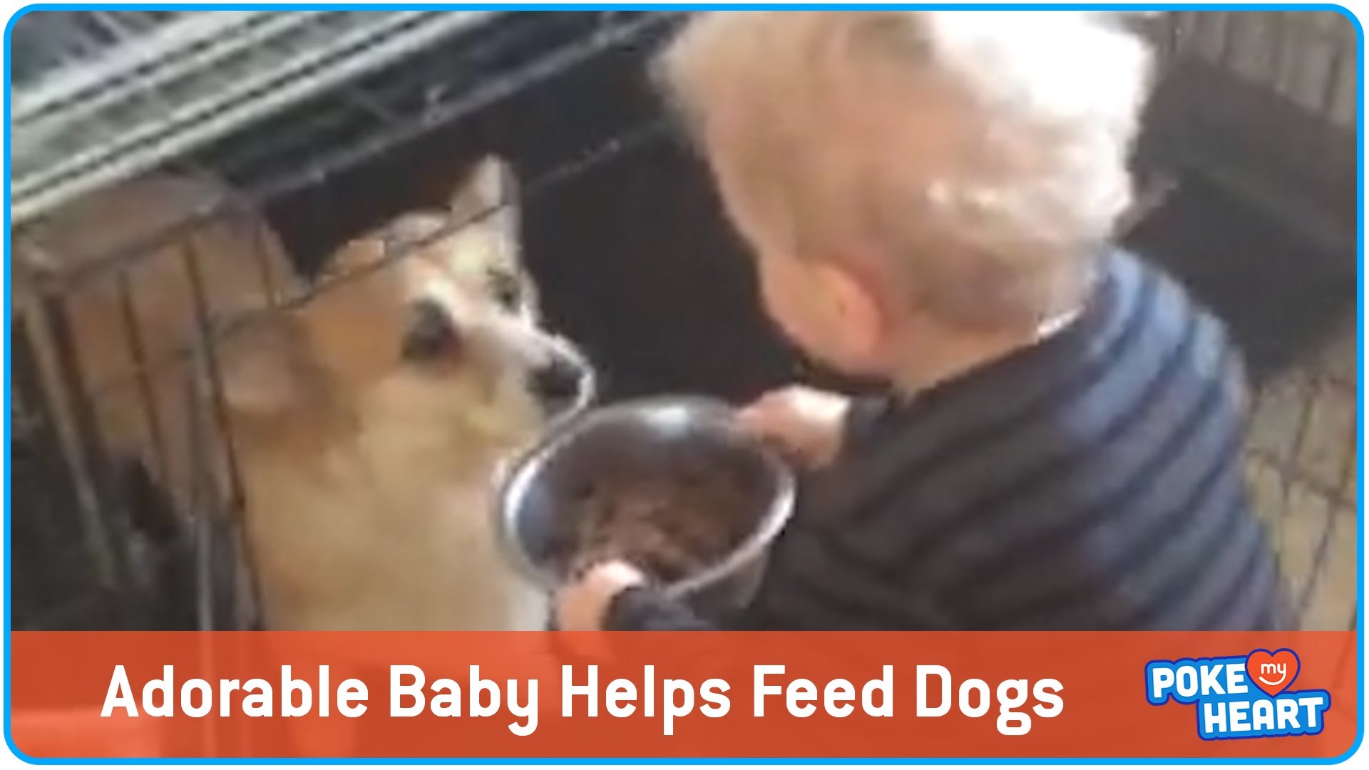 Pustili su dijete samo među četiri gladna psa, dječačić se majstorski snašao!