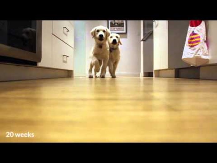 Šeprtljave psiće 9 mjeseci snimao kako trče po hranu