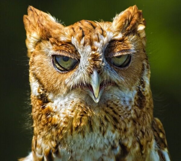 Volim samo Dinamo, alkohol i žene, ništa više u životu...