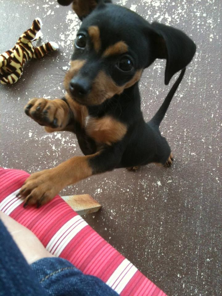 Jutroooo, kako diiivan dan za dati papati, a? Može?