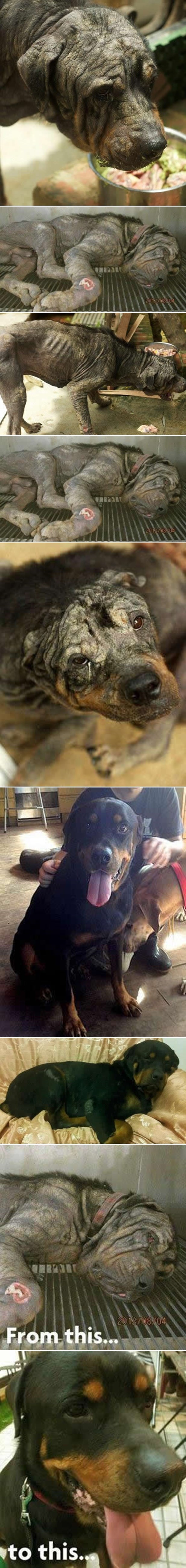 GALERIJA: Predivni rotvajler ljubavlju transformiran iz žive mumije u ljepotana