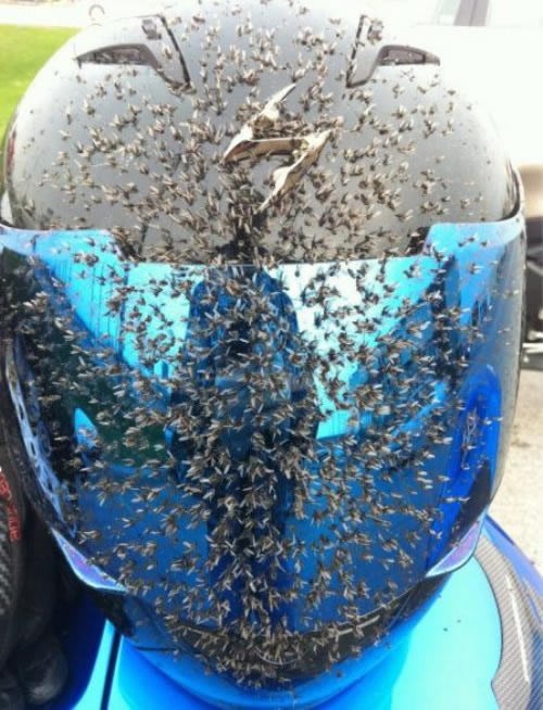 Gadne nevolje motorista: Kad si gladan, samo digneš vizir