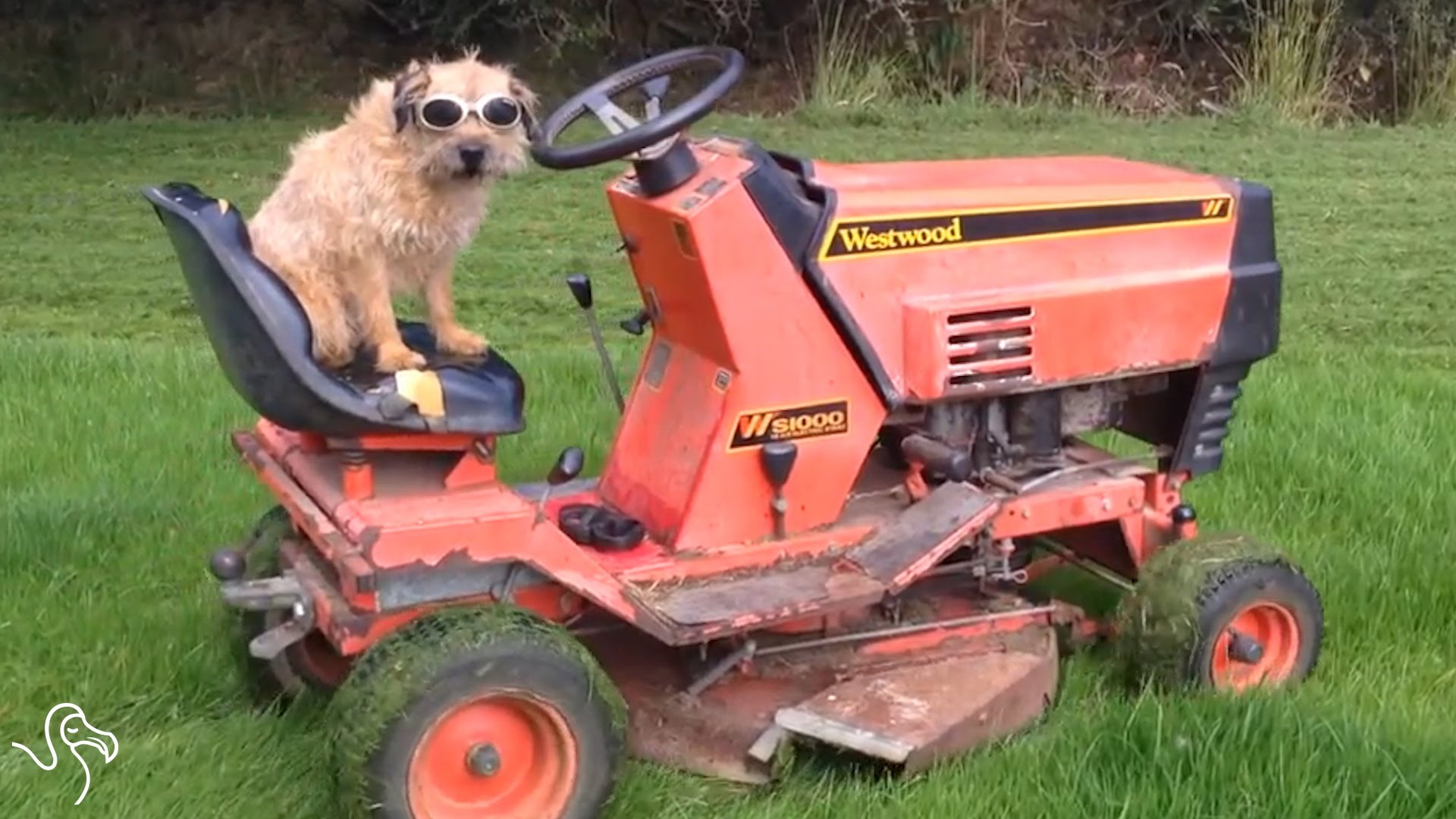 VIDEO: Sunce, dvorište i psi - urnebesno