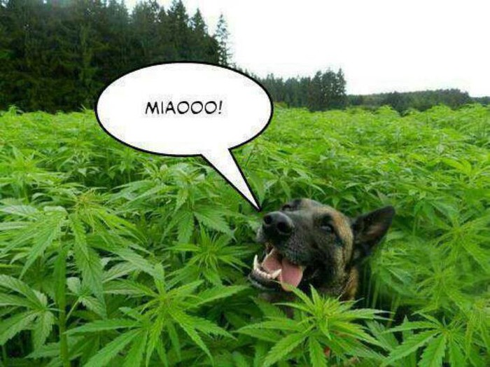 Kako znaš da je policijski pas napušen?
