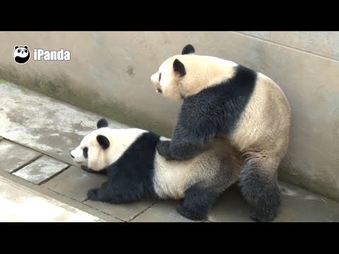 Video: Raspomamljeni seksač panda oborio rekord u minutaži vođenja ljubavi!