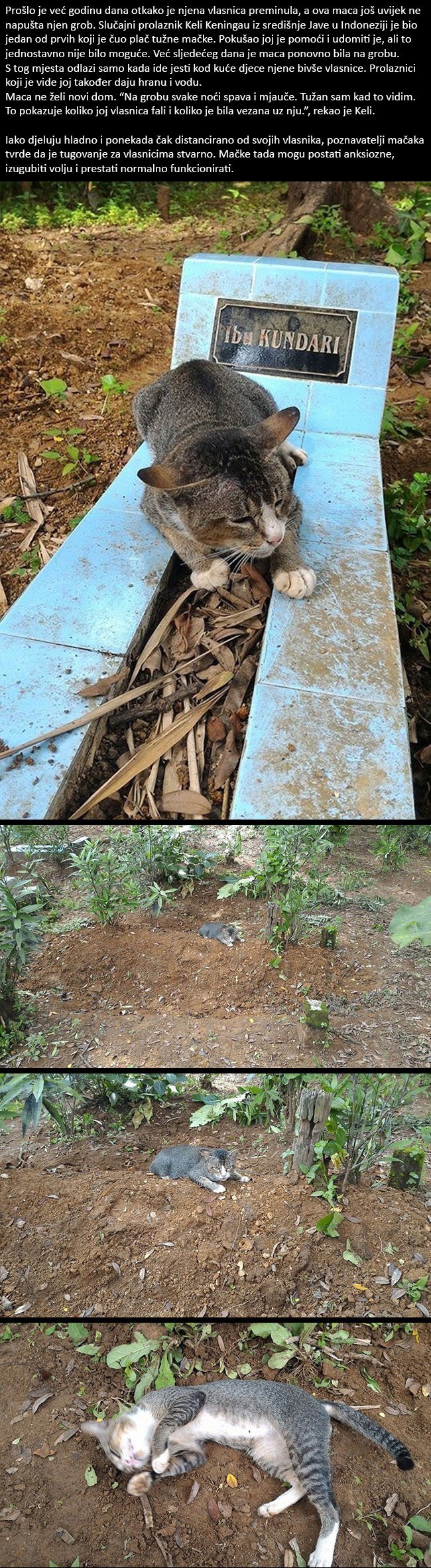 Maca slomljenog srca godinu dana provela na grobu vlasnice