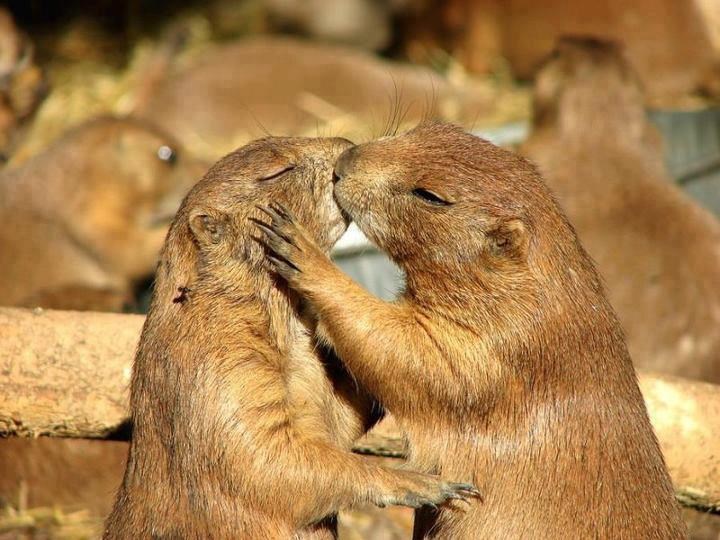 Bogdaj, gosparu, šta vi tako rano na, cmok, špici?
