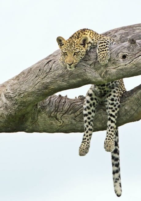 Jadne životinje, love i muče se za hranu - ma možeš mislit!