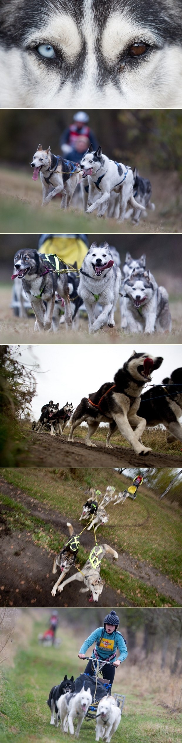 I haski ljepotan očiju različitih boja sudjelovao u utrci