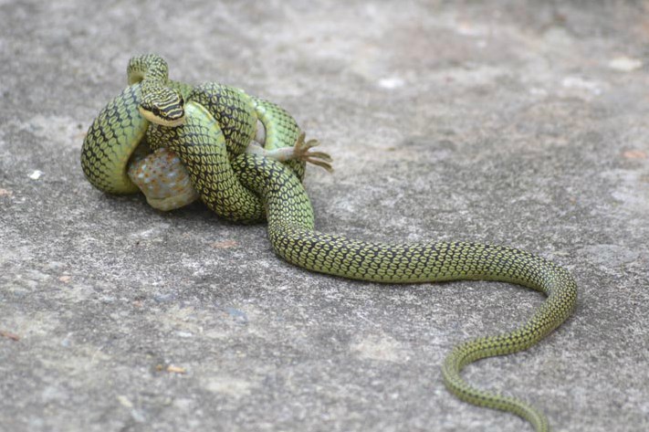 Najsmotanija zmija na svijetu