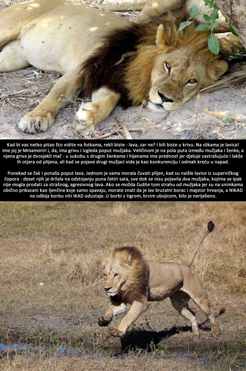 Ovo na slici nije lav, imate li pojma o kojoj se životinji radi?