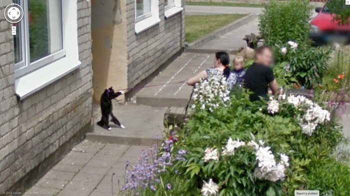 Googleov auto uhvatio kroćenje neobuzdane mačke
