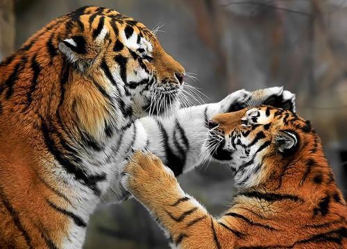 Sine, digni šapu i prisegni, danas postaješ pravi tigar