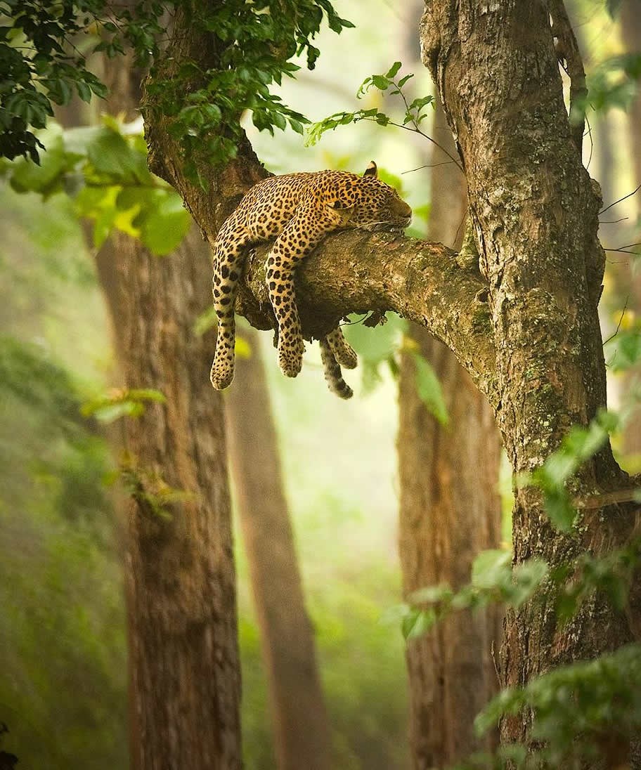 Leopard zaključio da je ova nedjelja za hrkanje