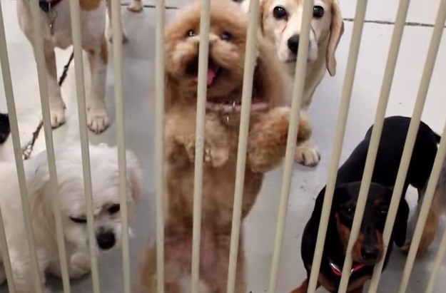 Članak: Pas posramio Shakiru - vidi kako mrda!