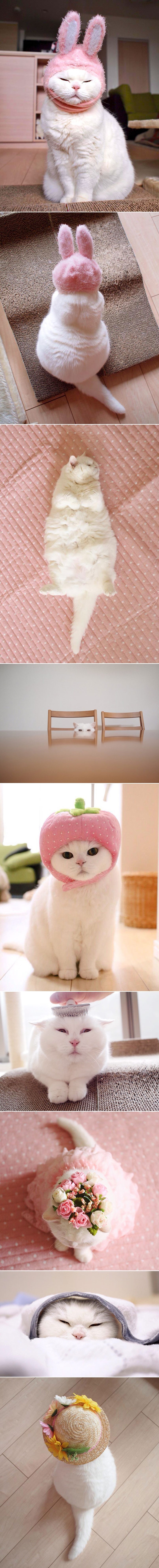 GALERIJA: Najlijeniji životinjski model na svijetu