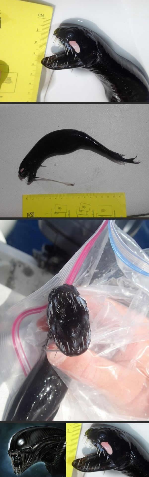 "Alien" zvjerčica iz srca mora