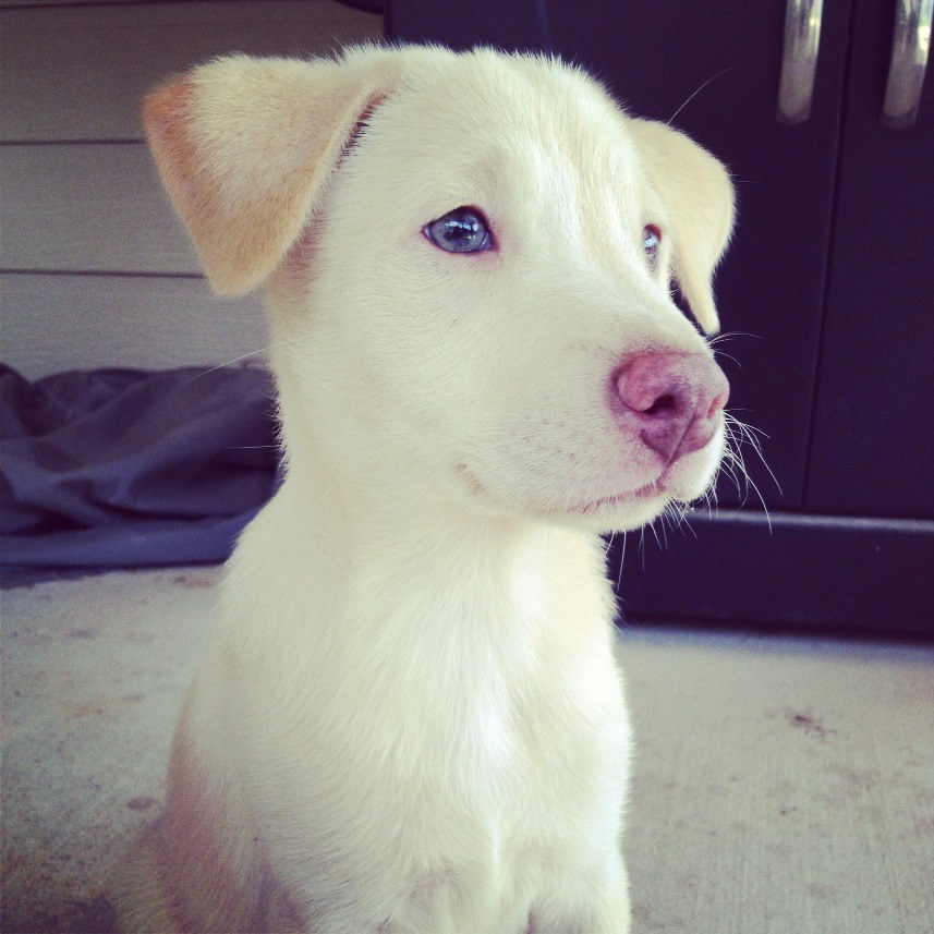 Mala plavuša koja osvaja na prvi pogled