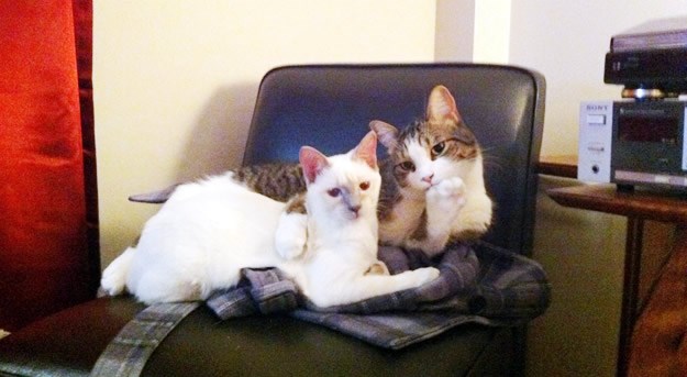 Žigolo mačak zbario "bjelušu"