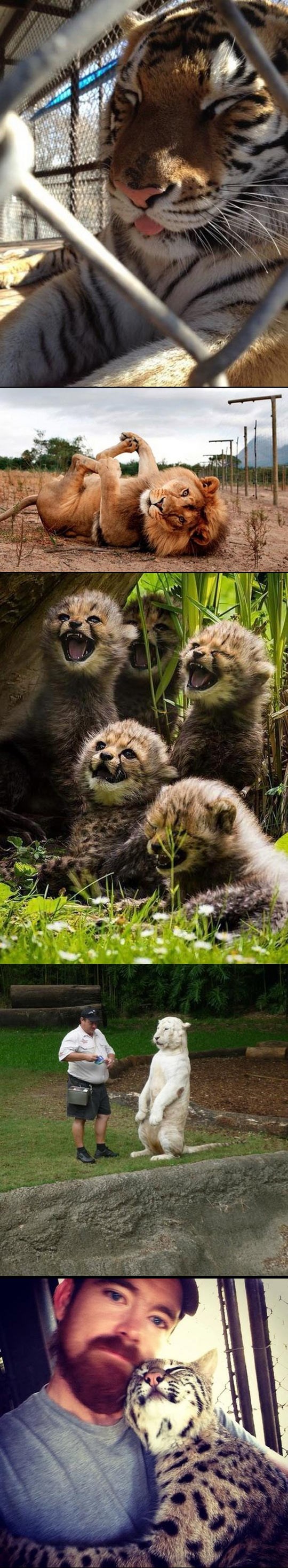 Strašne zubate mačketine su samo umiljate bebice