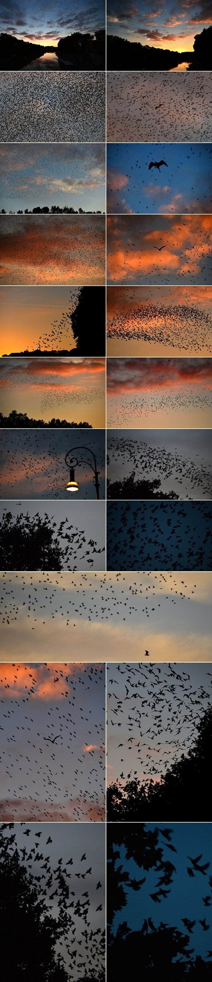 Jesenski suton: Milijuni ptica sele na jug