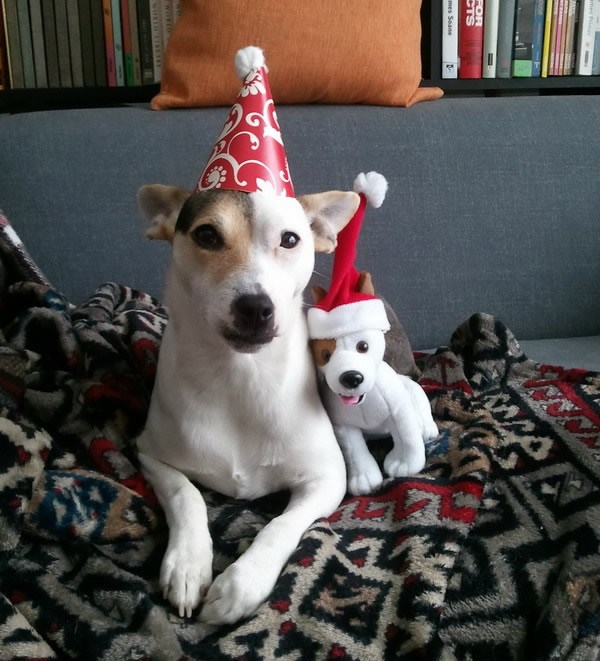 Peso za rođendan dobio - sebe