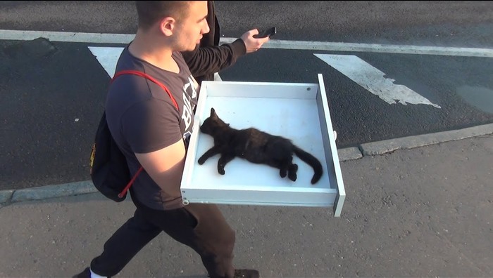 VIDEO: Spasio je macu koja je ležala na travi i mjaukala od bolova