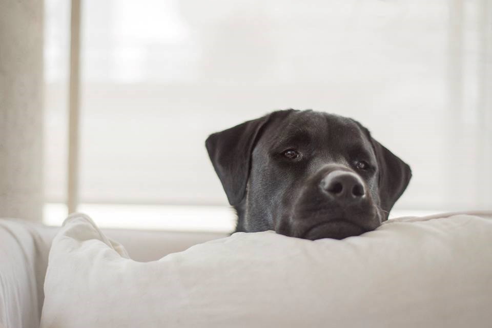 Gazda, pa ne danas ići na posao i ostaviti me, vikend je!