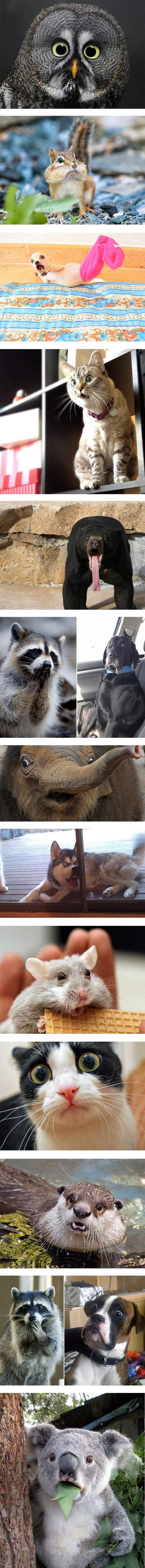 Kad čuju da ljudi misle da su jedina inteligentna bića