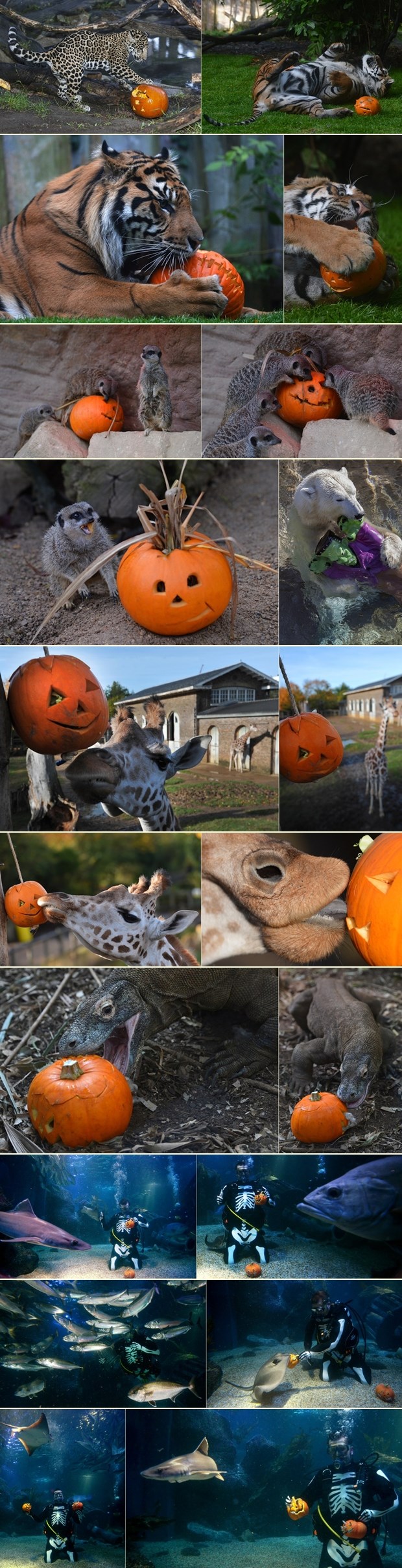 Životinje se slade bundevama za Noć vještica