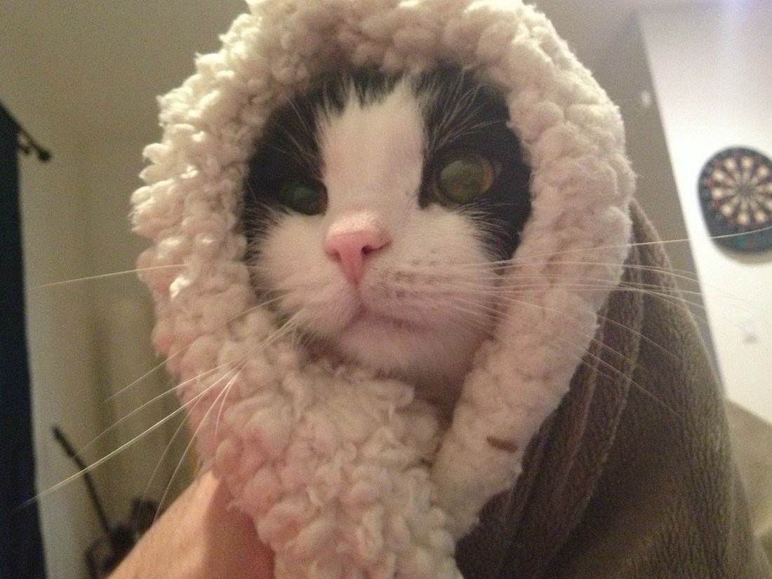 Maca saznala da će je udomiti Eskimi