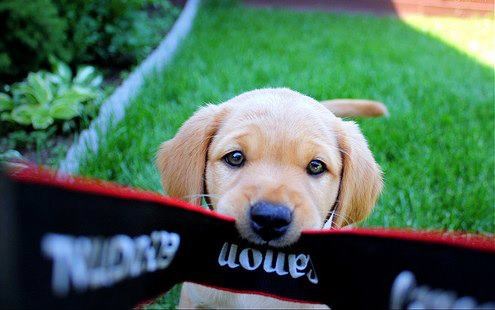 Fotopesek zna bolje: Gazda, daj fotić!