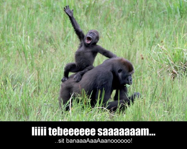 Malog gorilu ponijela pjesma, pa zanos iskazao stihovima