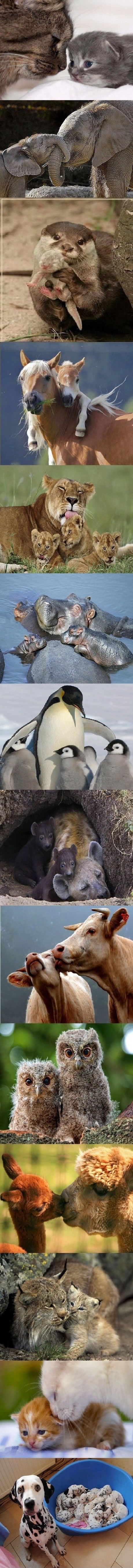 Svaki mladunac voli svoju mamu