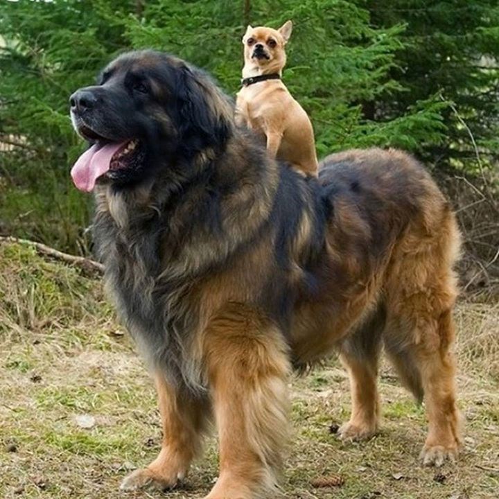 Plemeniti vitez stigao u kvart spašavati djeve u nevolji