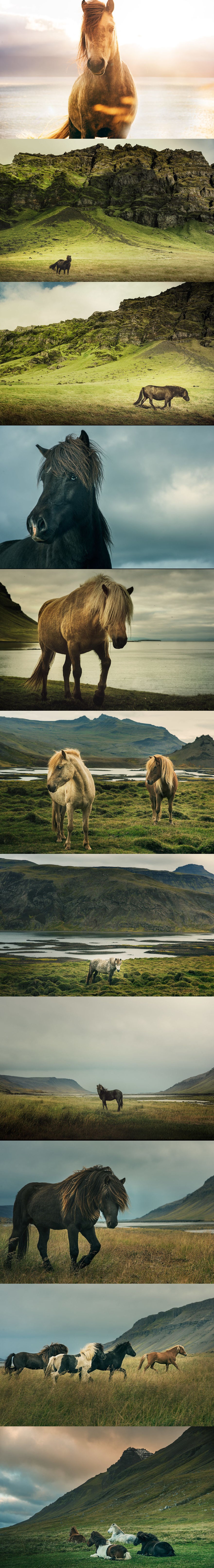 Predivne fotografije divljih konja s Islanda