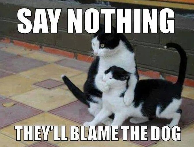 Evo kako mačke rješavaju probleme