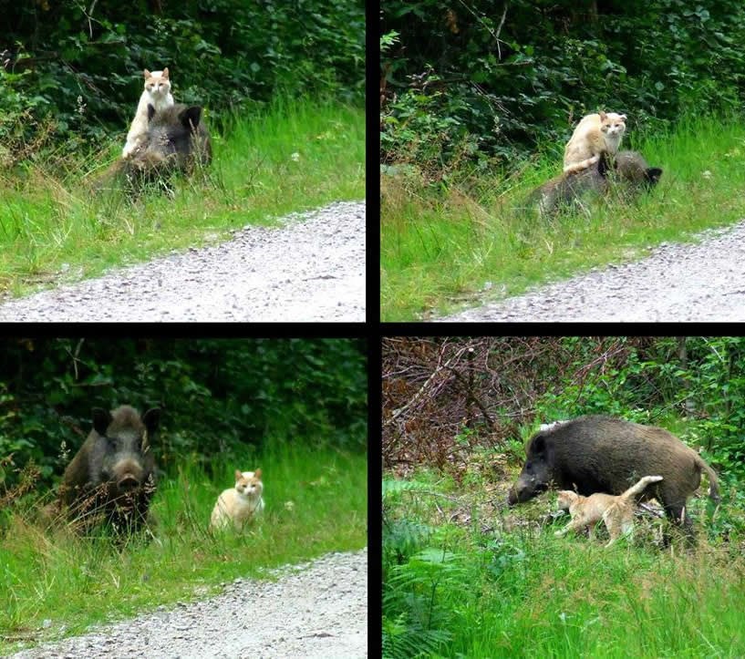 Neobična prijateljstva: Maca i divlji vepar postali kompići