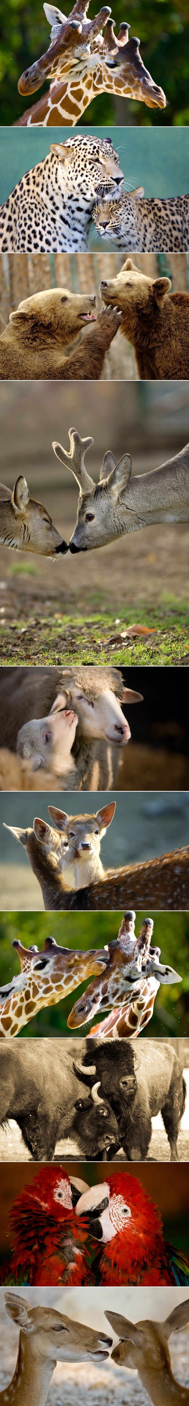 I životinje se vole poput ljudi, evo dokaza za to!