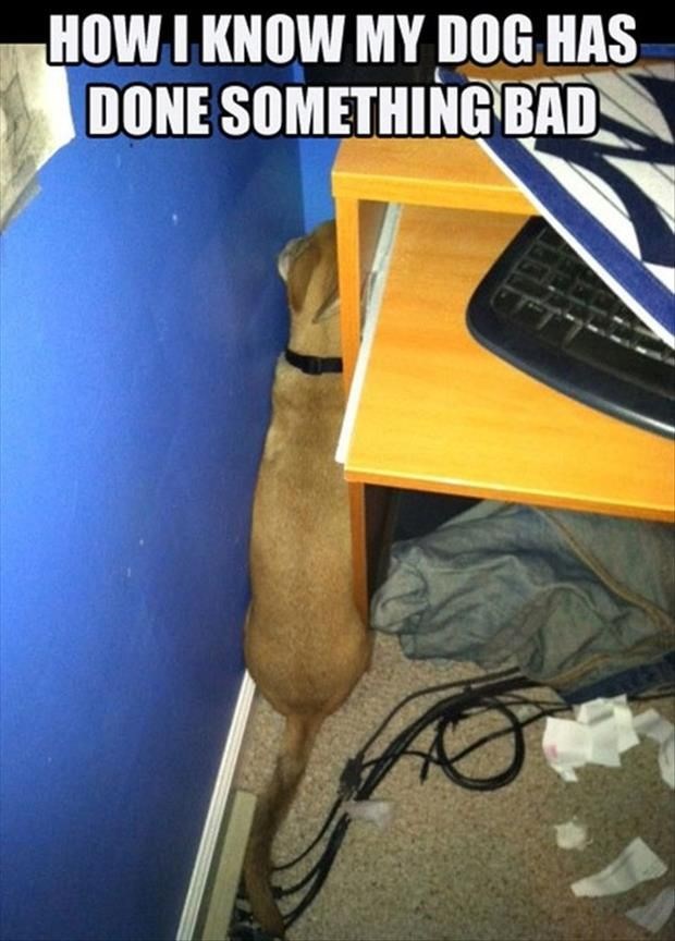 Kako znaš da je pas nešto skrivio