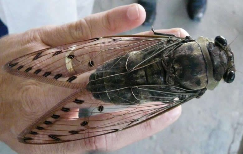 Imamo sreće da muhe nisu ovolike