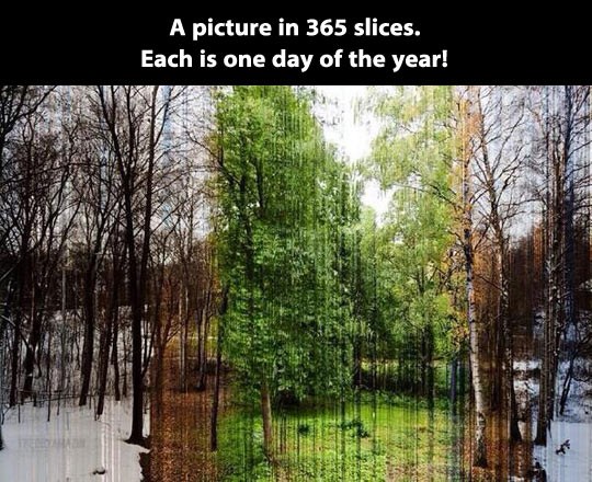 Fotka sastavljena od 365 "šnita" - svaka je jedan dan