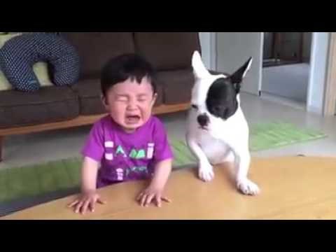 VIDEO Pas je ukrao keksić i rasplakao dječaka, ali ono što je poslije toga uradio zbunilo je mališana