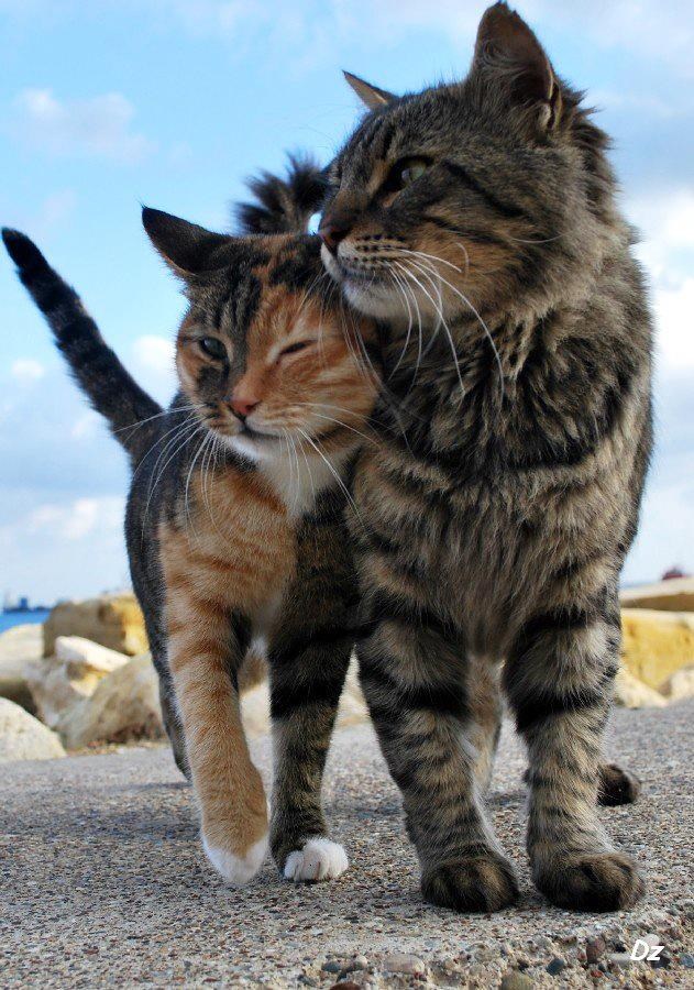 Frajerski mačor i ljubav njegovog života