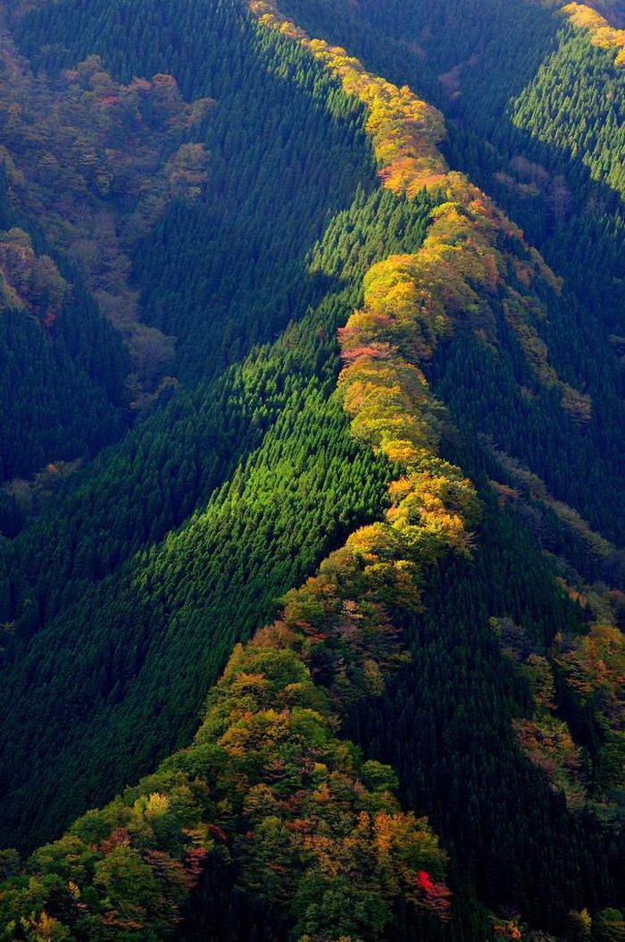 Čarobna japanska šuma